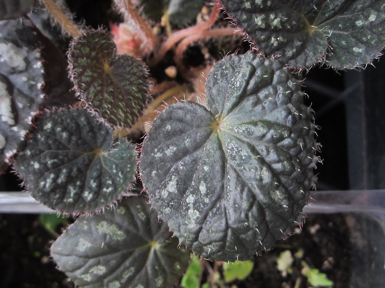 B. ‘Emerald Of Siam’